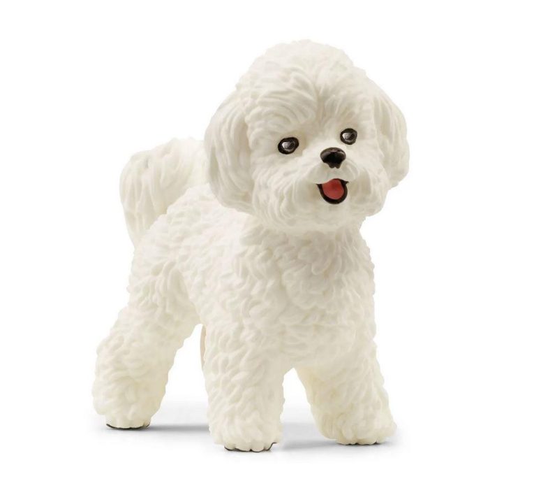 CANE_BICHON_FRISE__1782931810_0-1.jpg