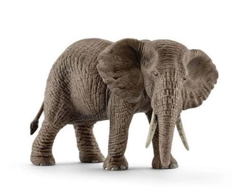FEMMINA DI ELEFANTE AFRICANO
