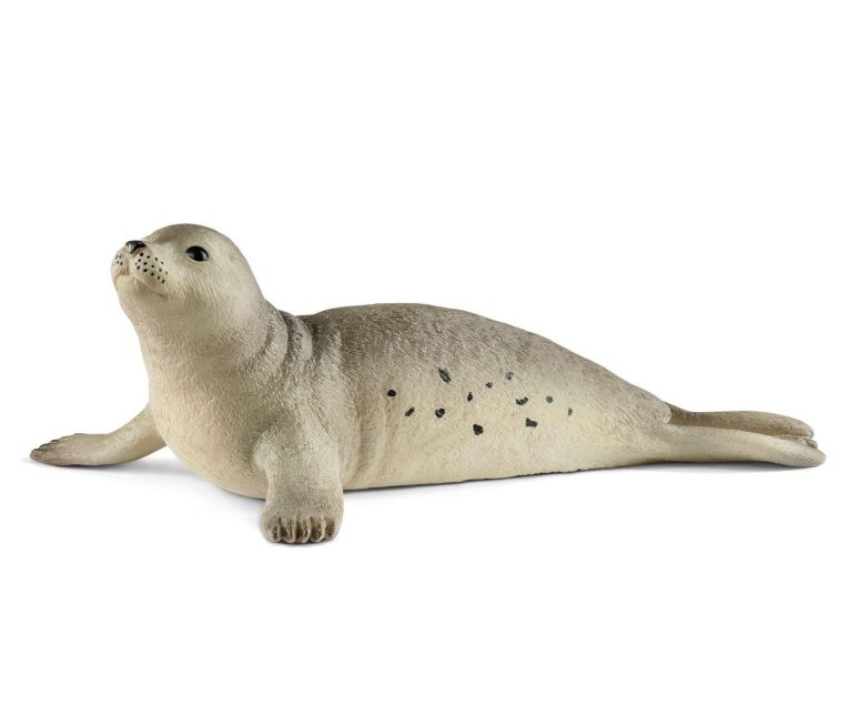 FOCA_1782932211_0-1.jpg